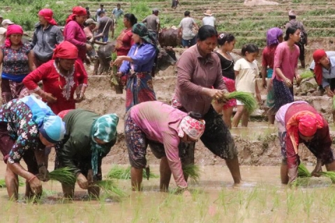 ‘धान दिवस’